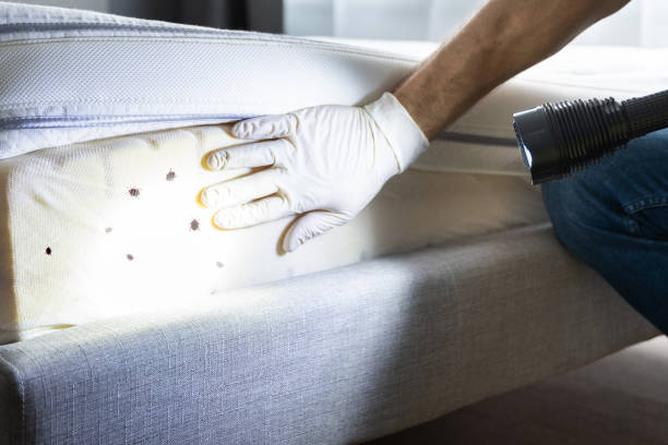 Best Residential Pest Control  in Doraville, GA